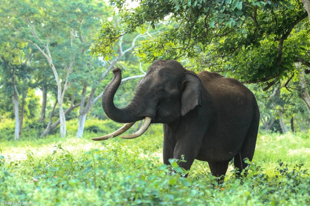 En historia om en Elefant, en ryttare och en stig – Om att vara redo för förändring